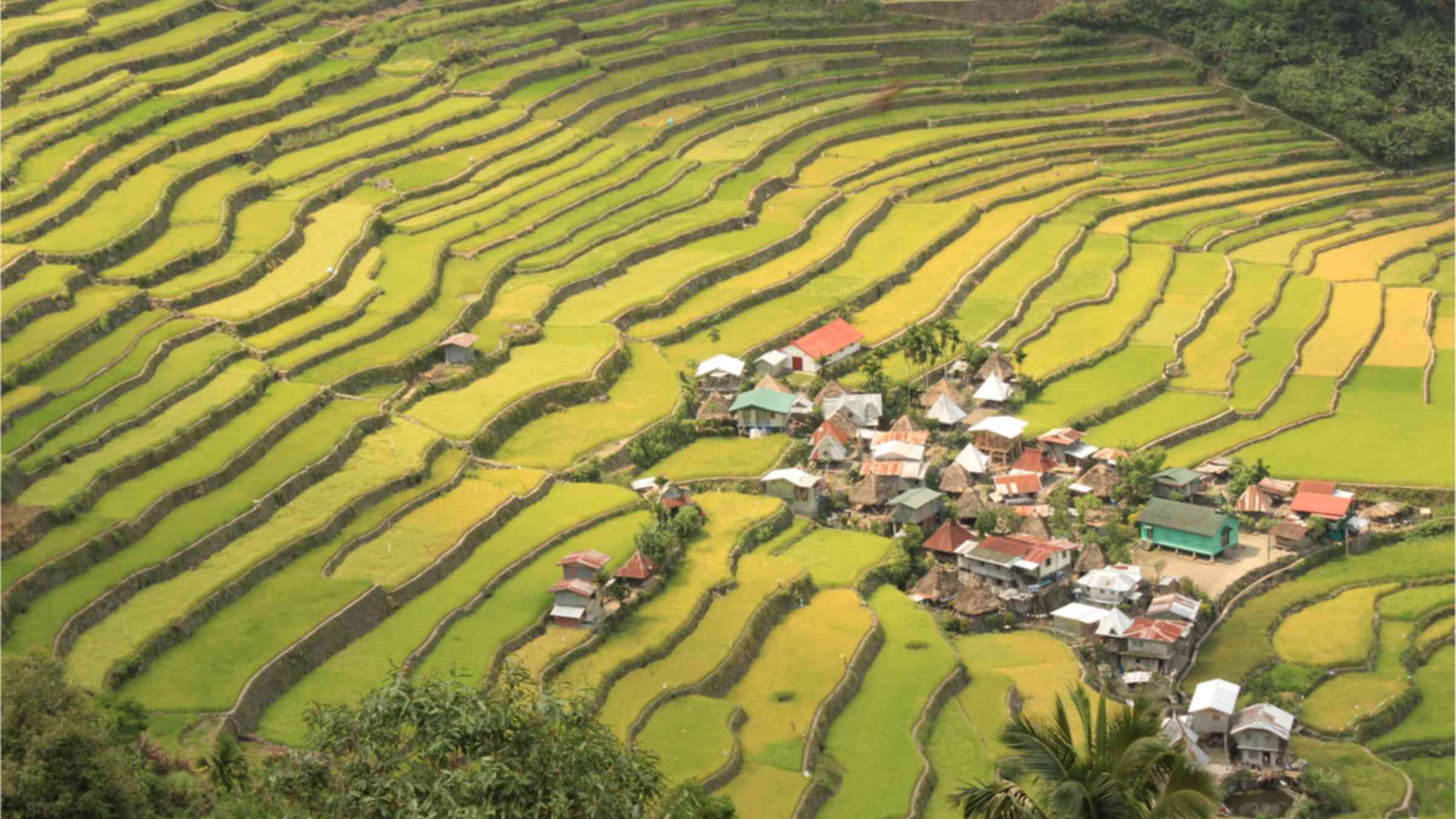 Rice fields on the Philippean islands