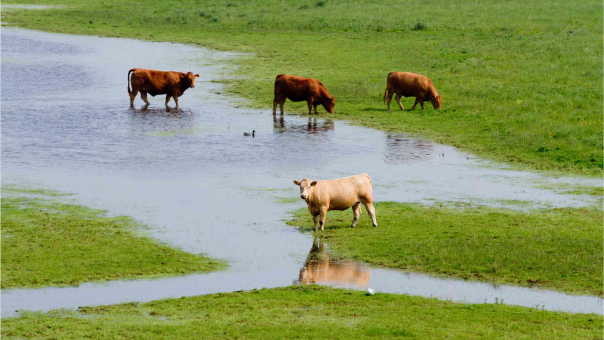 This image shows cows on flooded farmland.