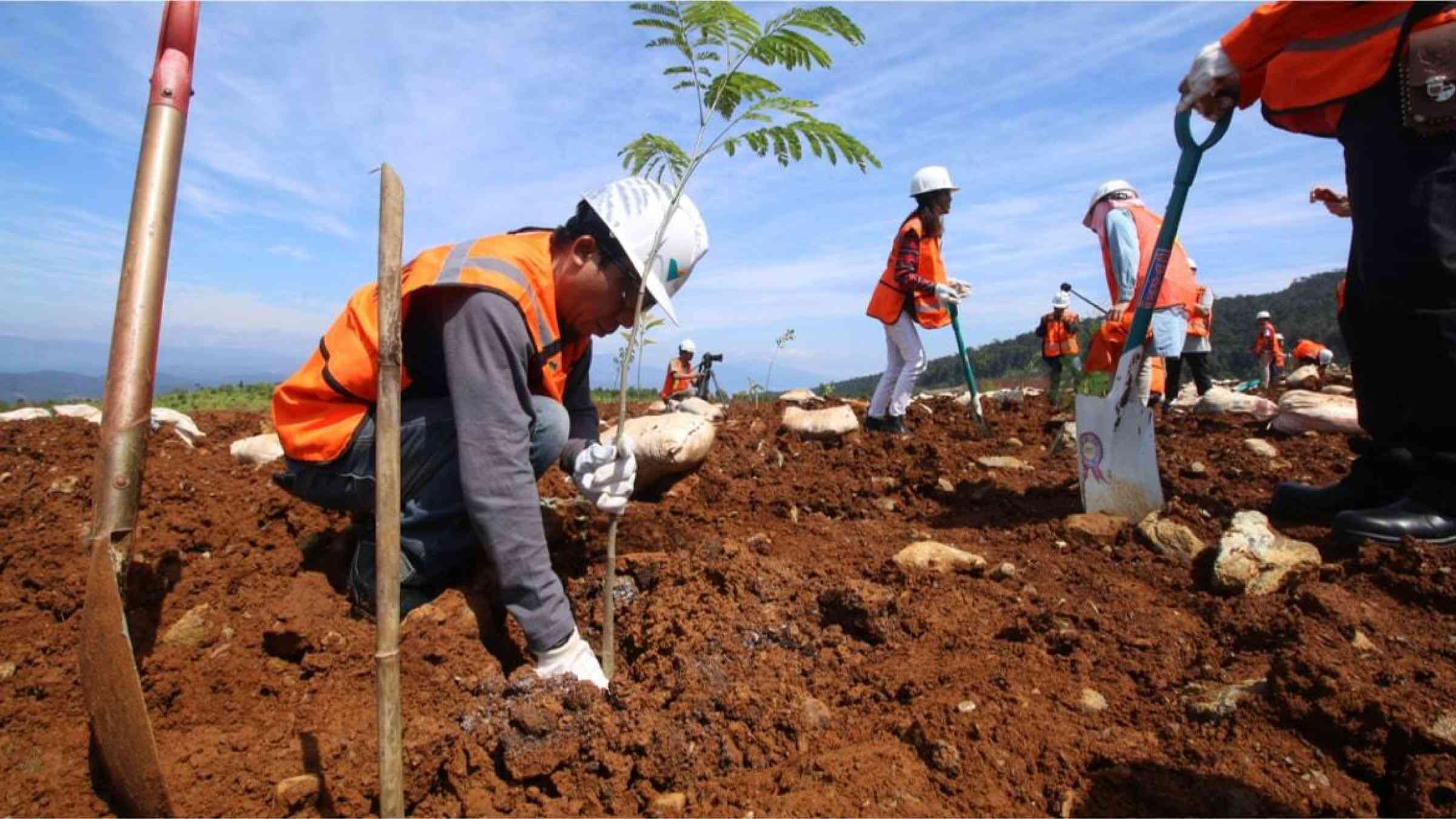 Workers plant trees in a former nickel mining site