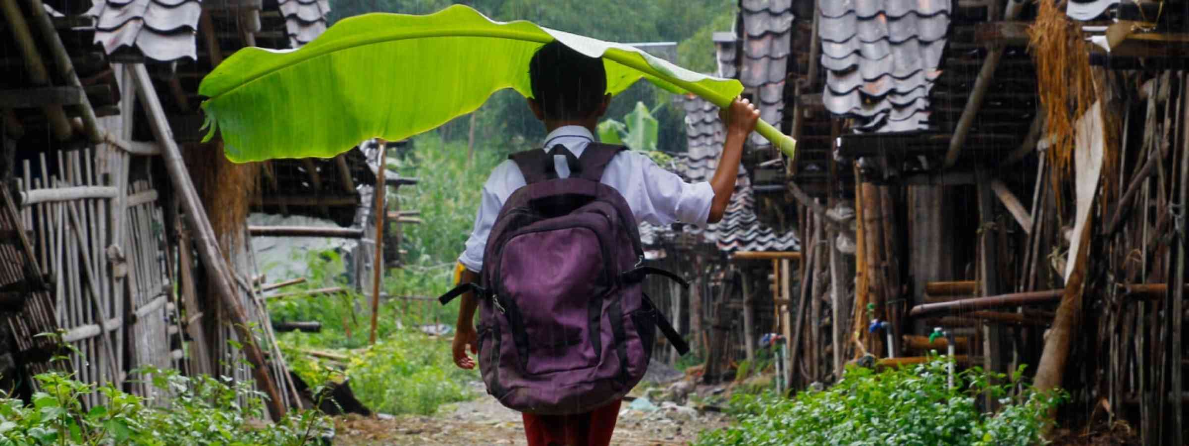  An elementary school student walks in the rain, taking cover with banana leaves.