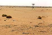  Desertification by MaxR