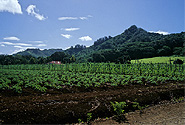  Photo of crops growing on Rarotonga, Cook Islands by Flickr user, Luthor522, Creative Commons Attribution-Noncommercial-No Derivative Works 2.0 Generic