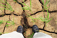  Photo copyright IRRI