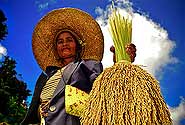  Photo copyright IRRI