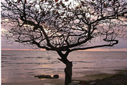  photo of Gabon by flickr user carlosoliveirareis, CC BY-NC-SA 2.0, http://www.flickr.com/photos/carlosoliveirareis/1158447998/