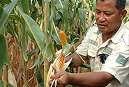 by Flickr user CIMMYT / International Maize and Wheat Improvement , Creative Commons BY-NC-SA 2.0, hhttp://www.flickr.com/photos/cimmyt/5782022802/