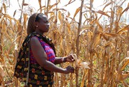  by Flickr user CIMMYT / International Maize and Wheat Improvement Center Creative Commons BY-NC-SA 2.0, http://www.flickr.com/photos/cimmyt/5190627819/