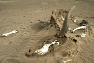  drought in St Louis, Senegal by Flickr user United Nations Photo, Creative Commons CC BY-NC-ND 2.0, http://www.flickr.com/photos/un_photo/5407749521/