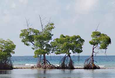  photo by flikr user jawiyani, Creative Commons attribution 2.0 Generic