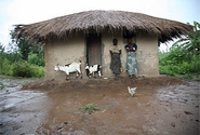  Photo by ILRI CC BY-NC-SA 2.0 http://www.flickr.com/photos/ilri/5251726215