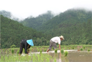  Photo by  © Toby Fricker/IRIN http://www.irinnews.org/Report/96088/LAOS-Diversifying-crops-to-cope-with-climate-change