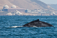  by Mike Baird CC BY 2.0 http://www.flickr.com/photos/mikebaird/4839186677/