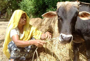  David Swanson/Irin http://www.irinnews.org/Report/96555/BANGLADESH-Cyclone-shelters-for-livestock-too