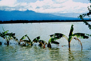  Philippines flood; photo by flickr user IRRI Images, creative commones attribution 2.0 generic