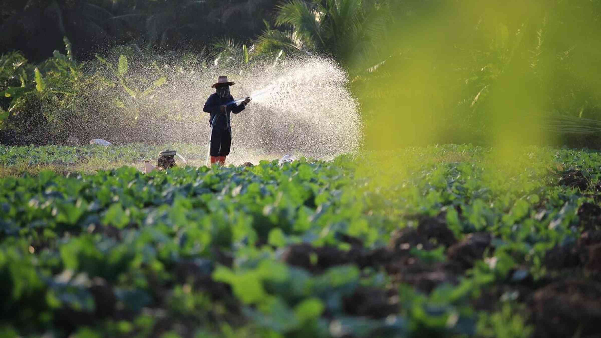 A Thai farmer waters crops with a rubber hose