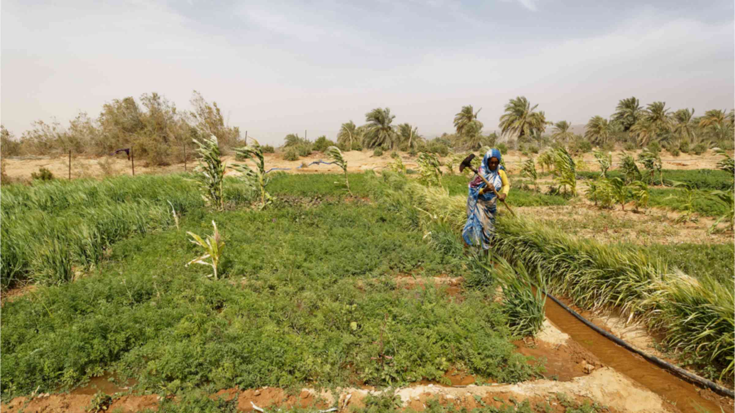 Woman farmer at Maaden, an oasis of the Adrar region famous for its numerous agriculture development programs.