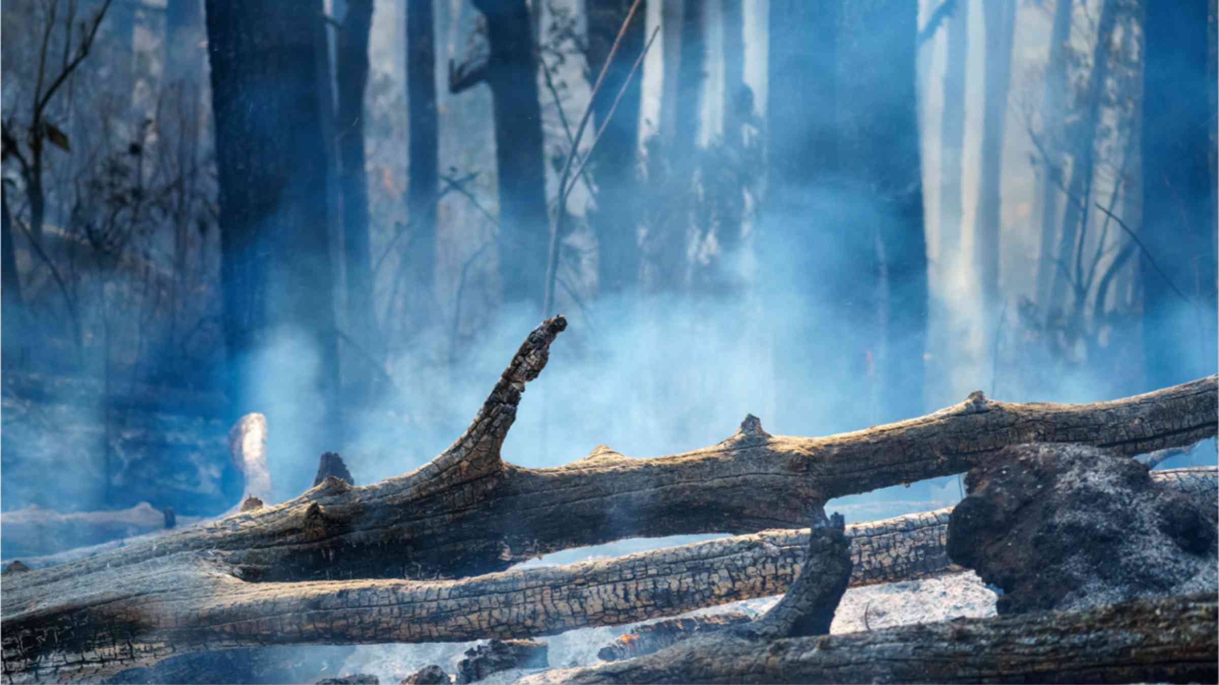 This image shows dead trees that were destroyed by a forest fire and are now covered with frost and rain.