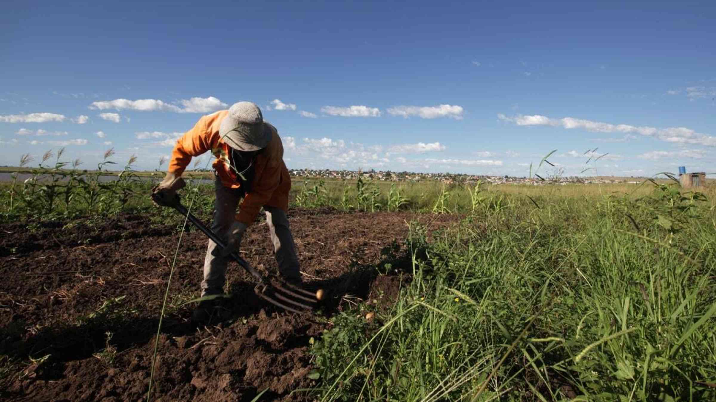 Farmer preparing his field for seedlings in South Africa