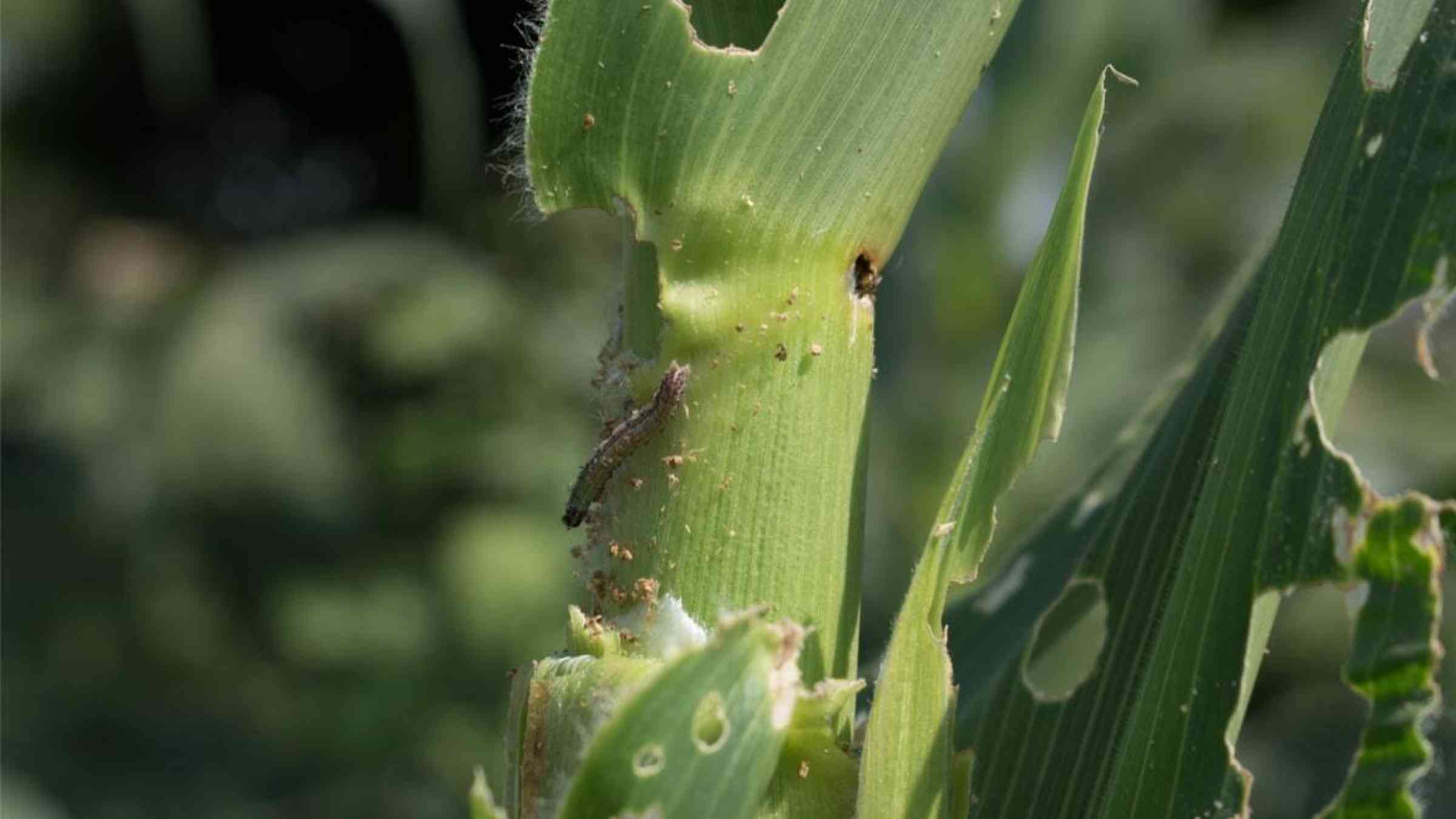 Armyworm feeding on a corn plant