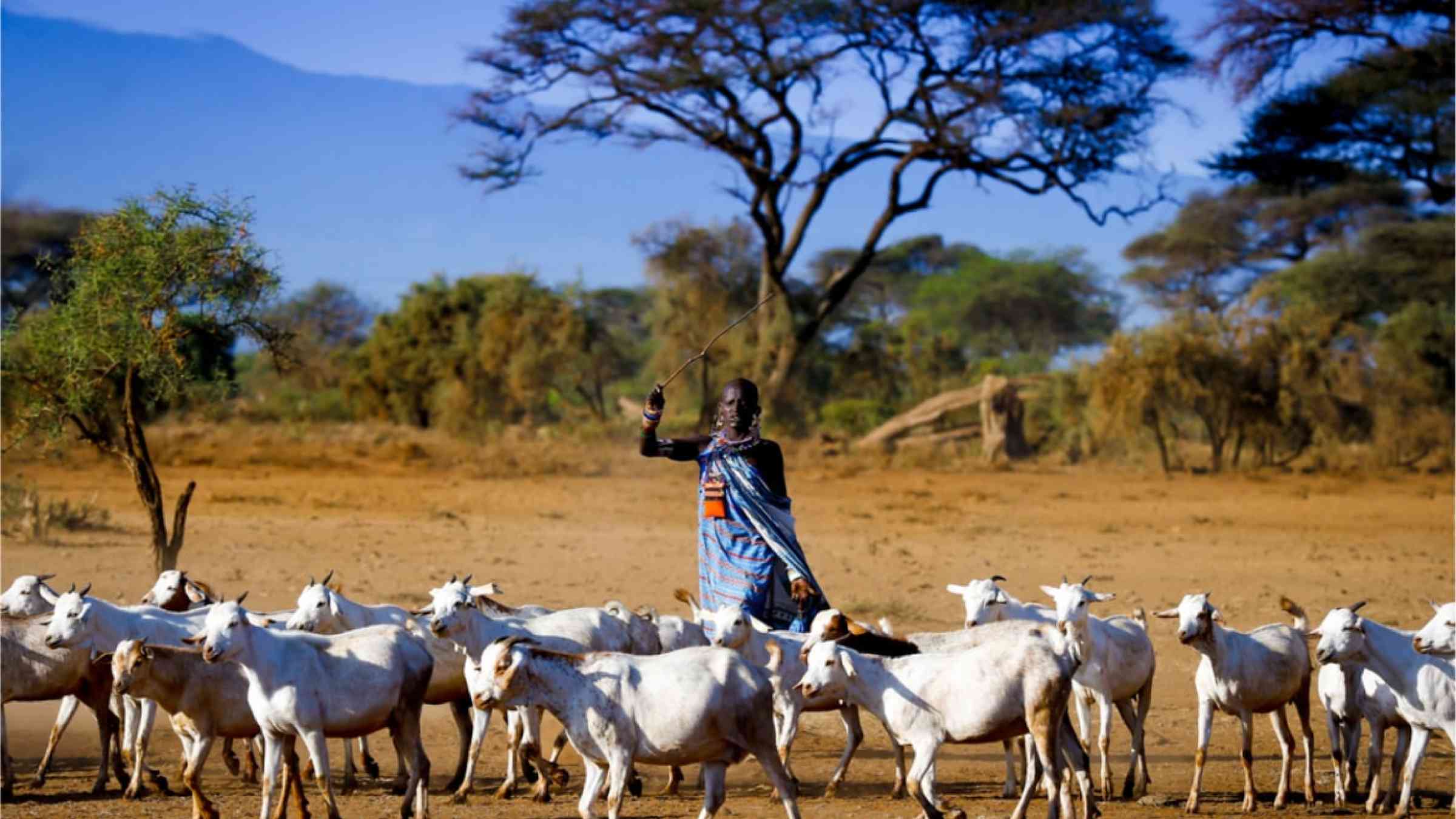 An African farmer with his herd of goats.