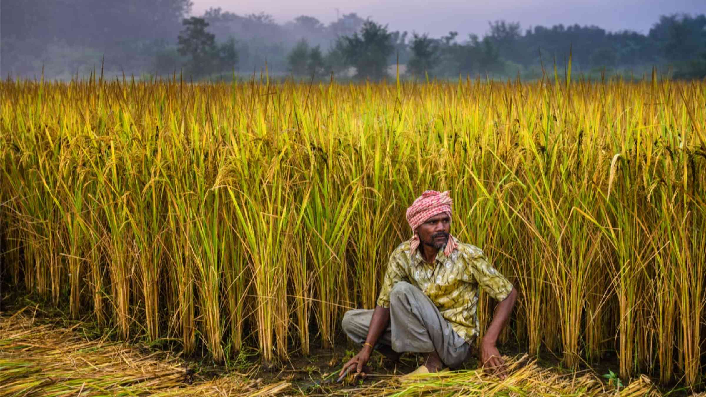 Nepalese man working in a rice field