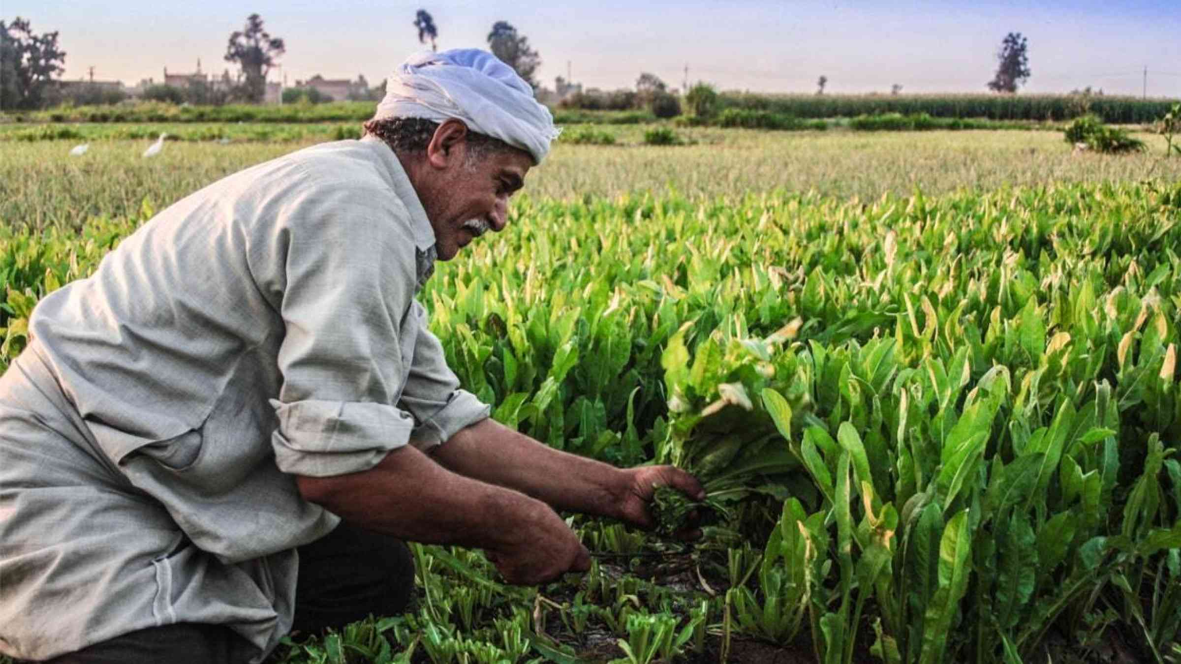 An Egyptian farmer harvests his crops in Dahreya, Dakahleya, Egypt