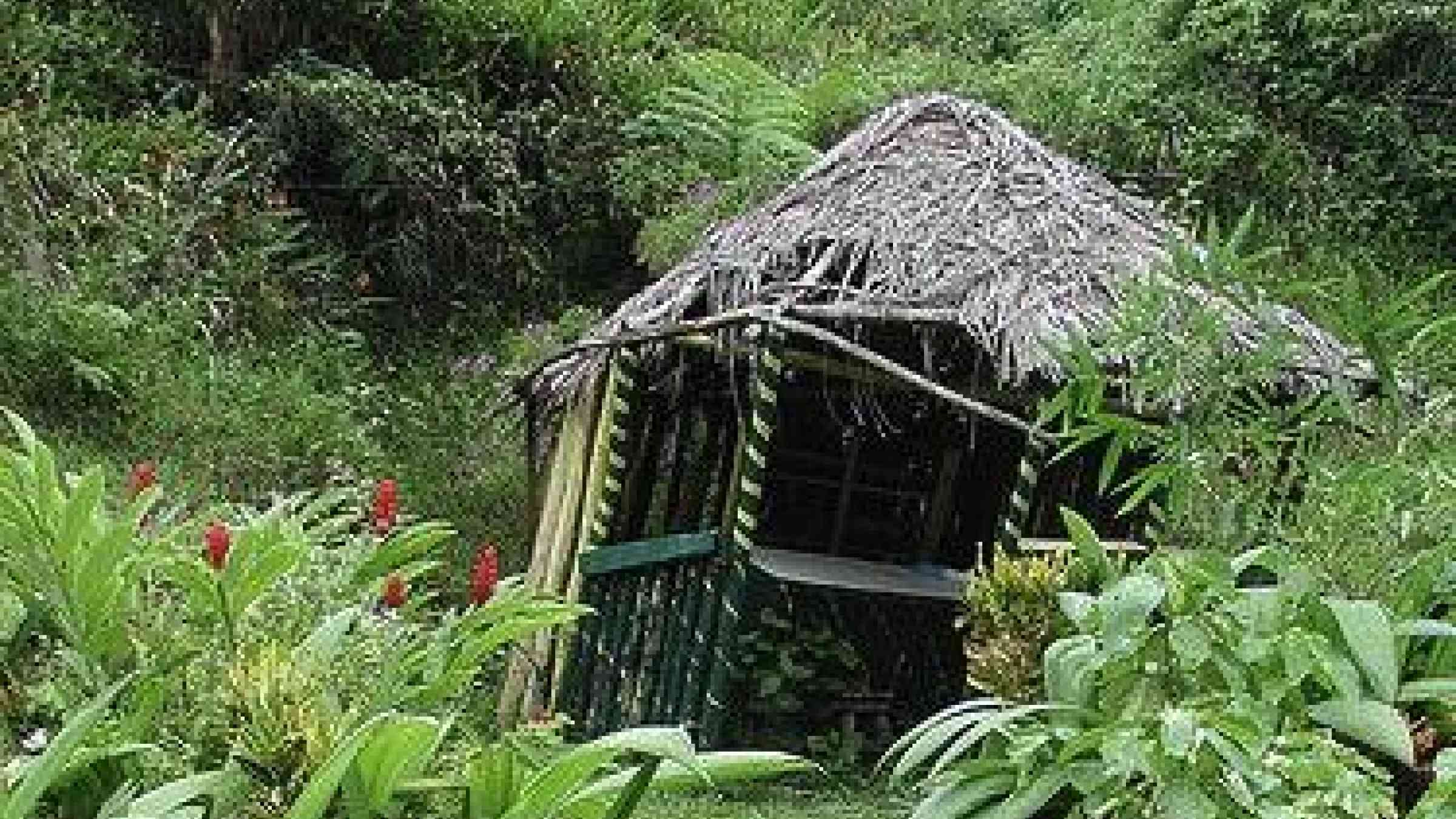 windswept Jamaican hut by Edu-Tourist, CC BY-SA 2.0, http://www.flickr.com/photos/mdorn/20758885/