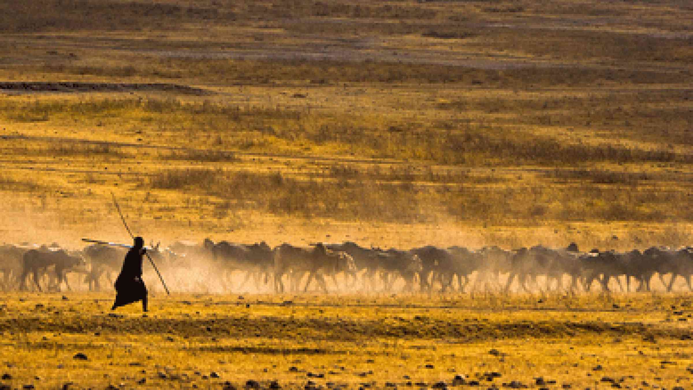 Maasai and herd photo by flickr user Joe Liao, https://www.flickr.com/photos/czliao/2896753290, CC BY-NC-SA 2.0