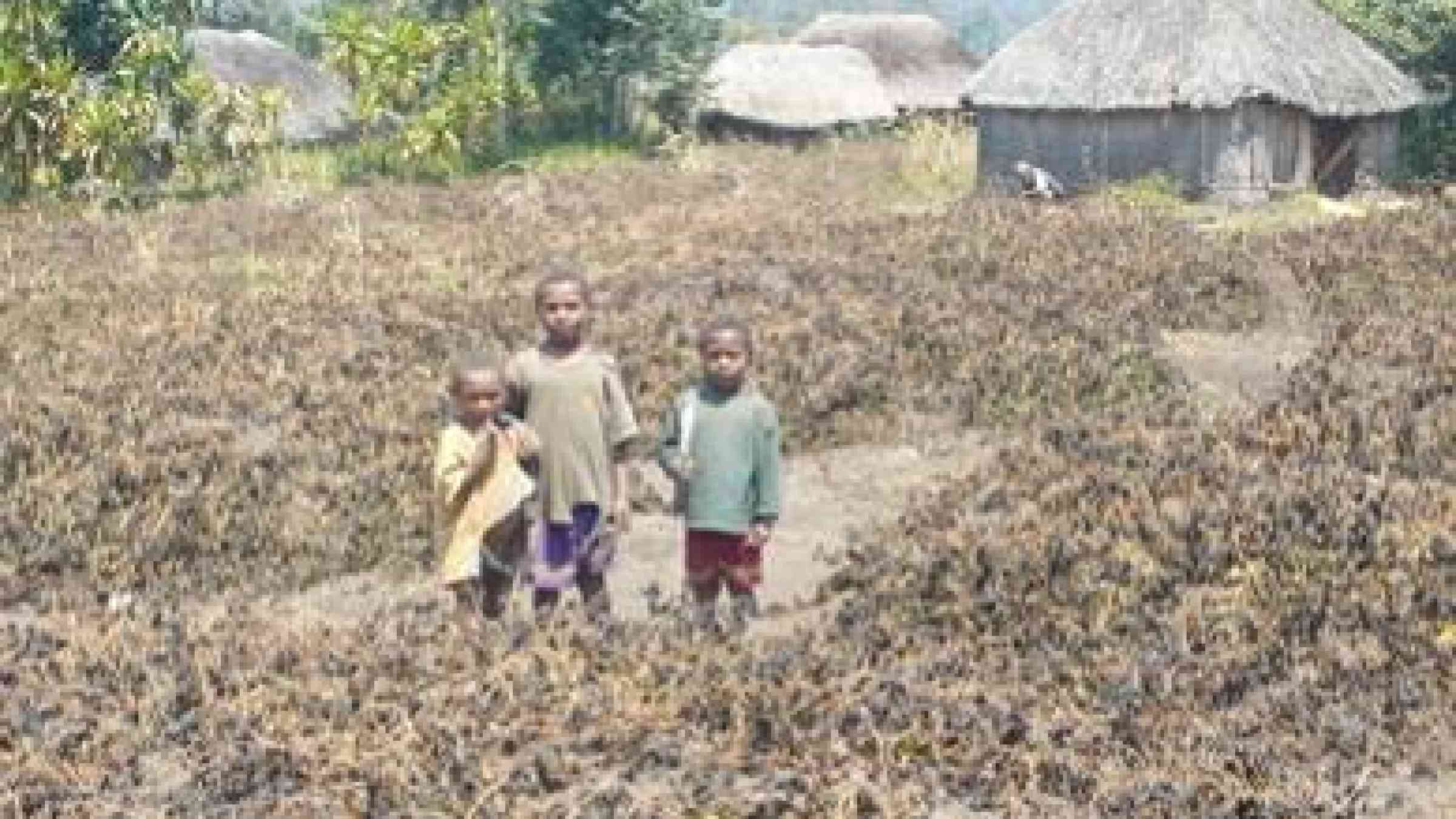 Children from a village in Papua New Guinea’s Western Highlands Province stand in one of countless sweet potato gardens destroyed by frost across the country, by Kud Sitango, August 2015, CC BY-NC-ND