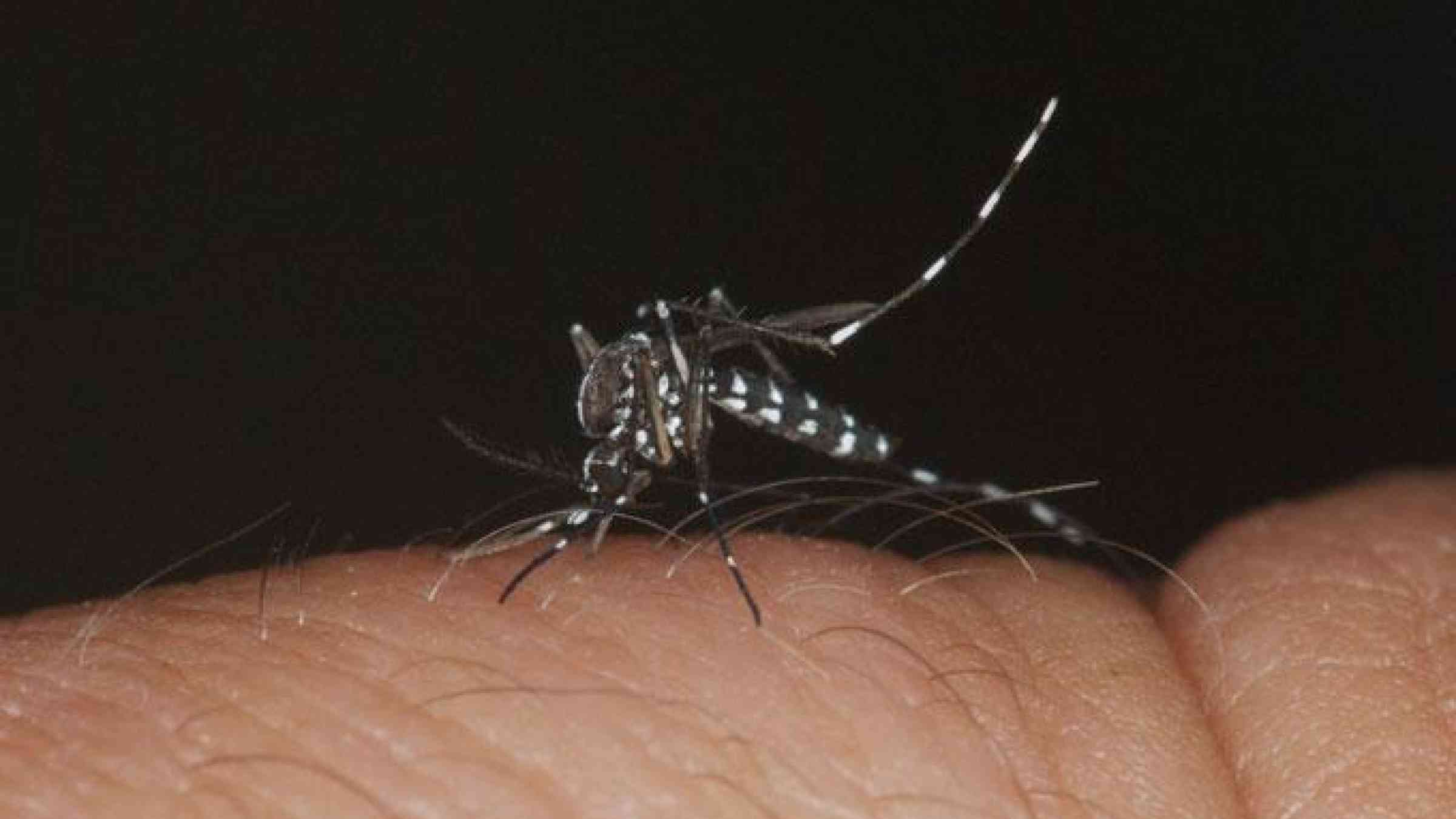 Aedes mosquito. Photo by Flickr user AFPMB CC BY 2.0 https://flic.kr/p/8uPugf