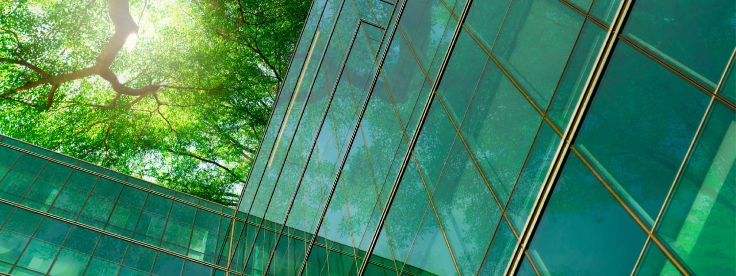 Glass building and tree cover
