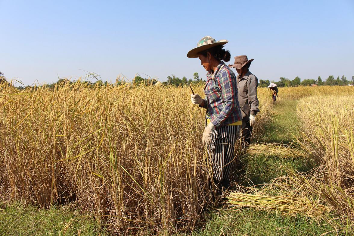 For planet, for people: ecosystem-based adaptation project in Lao PDR - PreventionWeb
