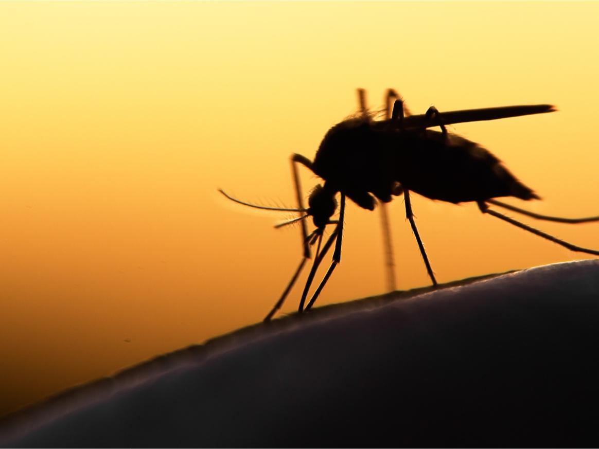 New malaria mosquito threatens mass outbreaks in Africa | PreventionWeb.net