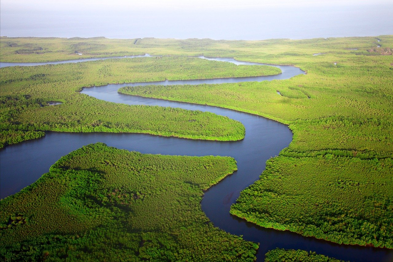 Climate change: Plants could make floods a whole lot worse - Vimarsana News