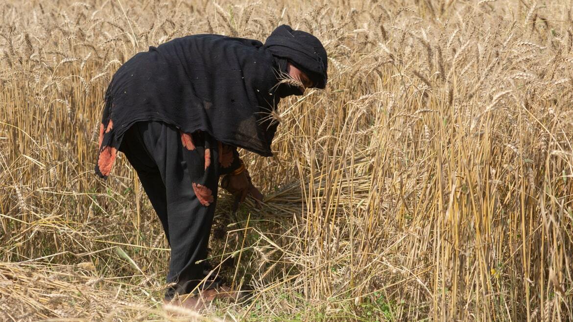 Hot, dry climates call for resilient, high-performing wheat varieties - Vimarsana News