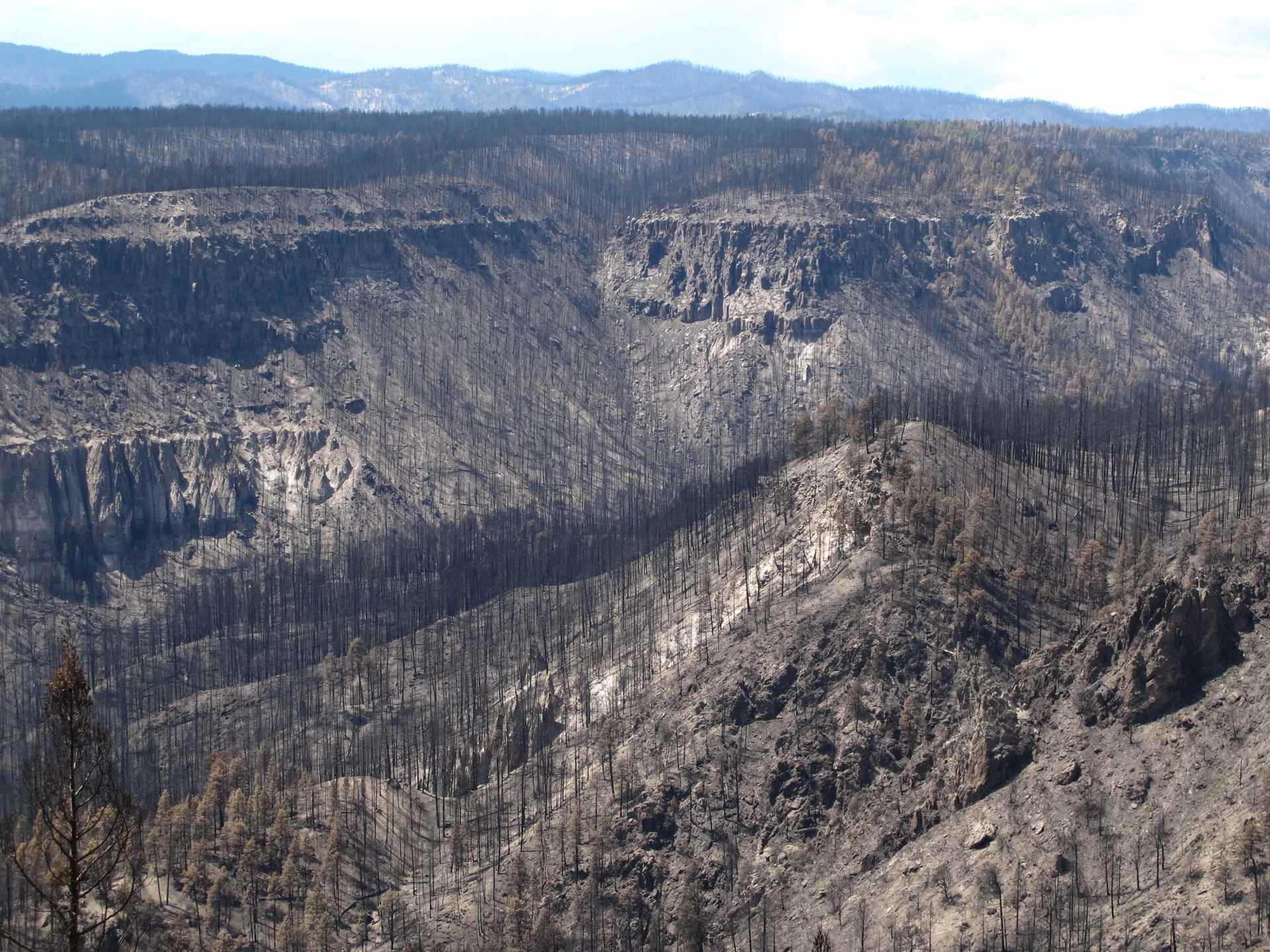 Trees killed by the Las Conchas Fire in the Jemez Mountains, New Mexico – August 2011