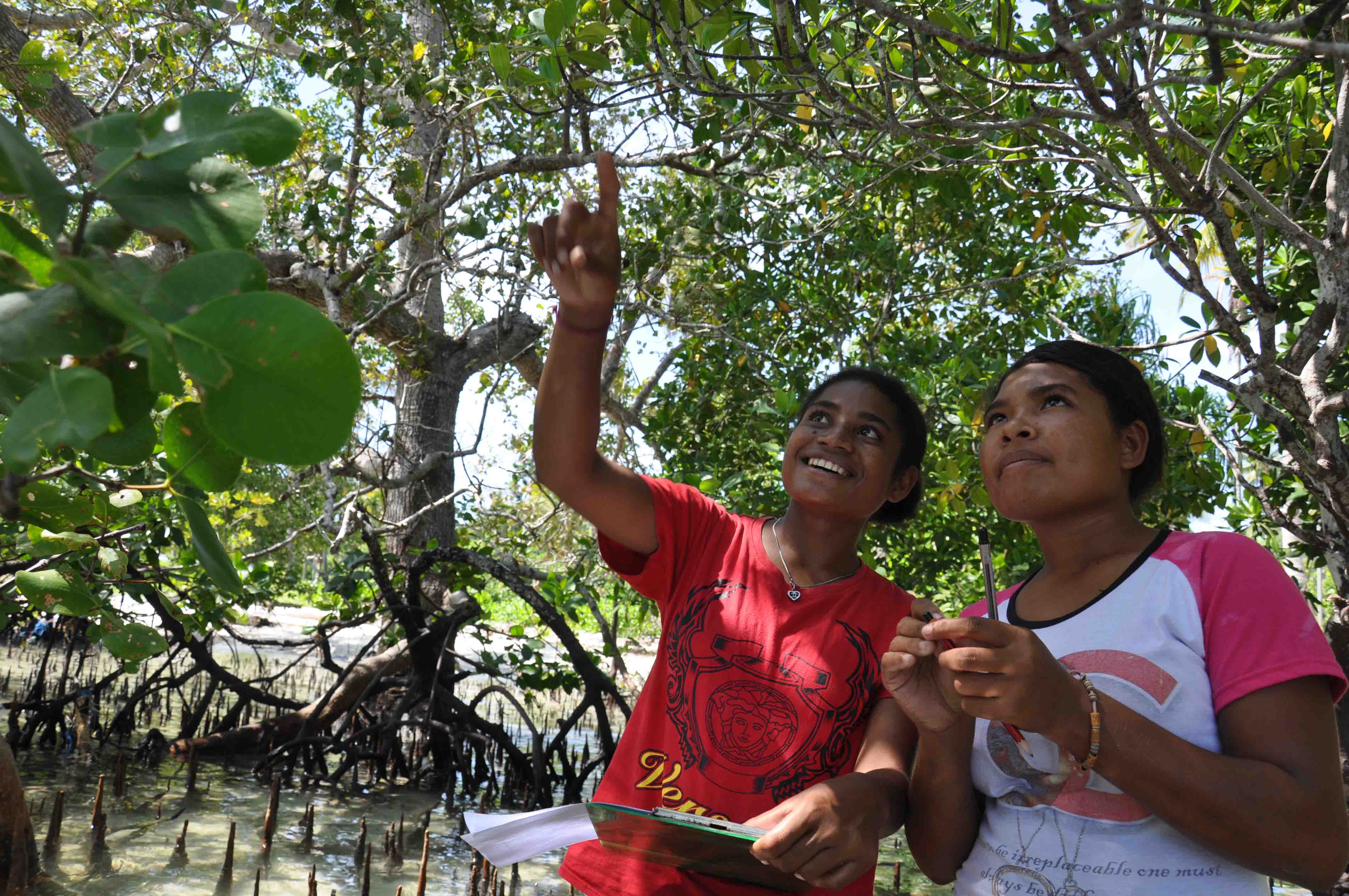 Observation activities in the mangrove ecosystem in Raja Ampat, Indonesia.