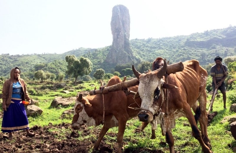 USAID Ethiopia early action for drought 2016
