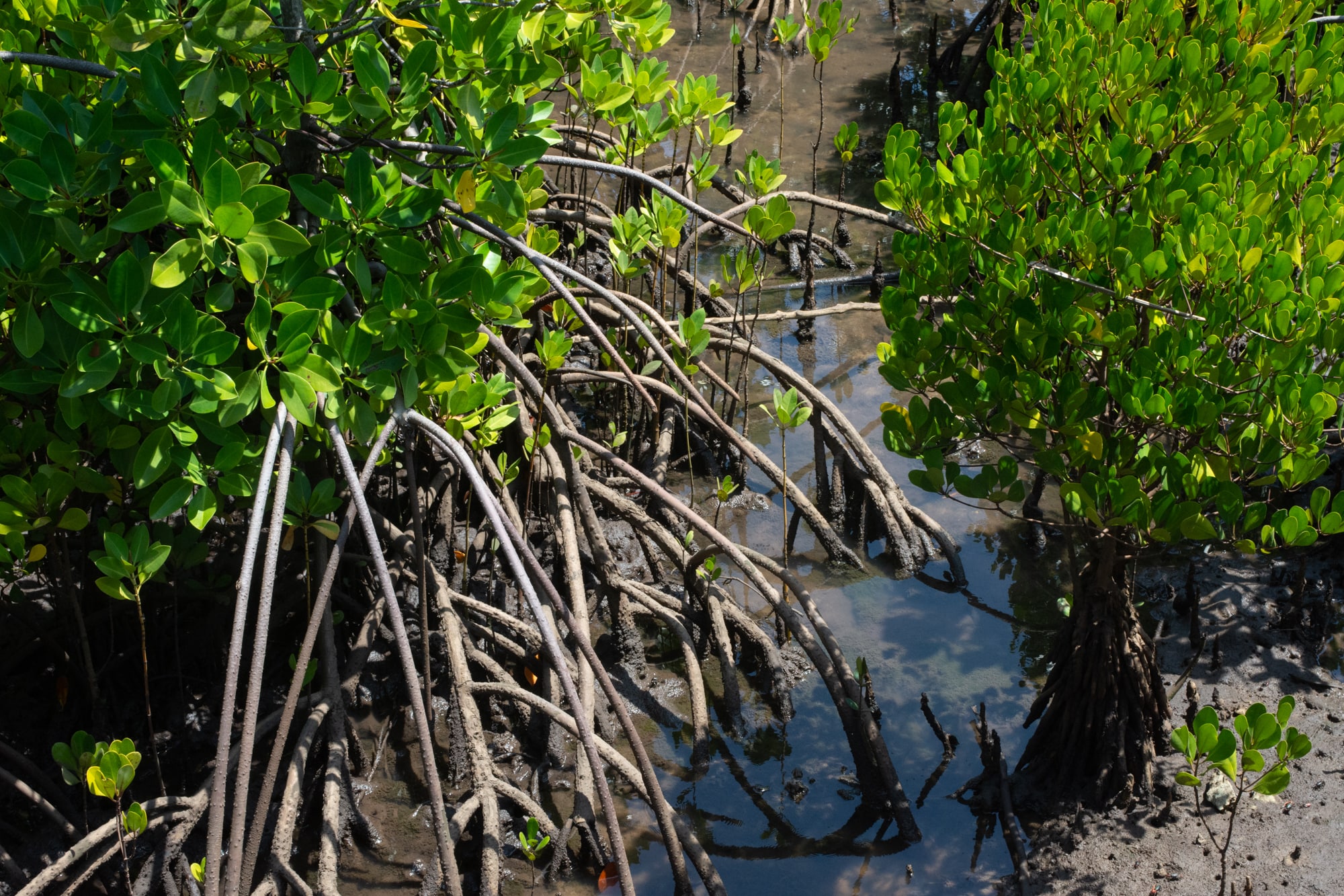 Mangroves in Wasini