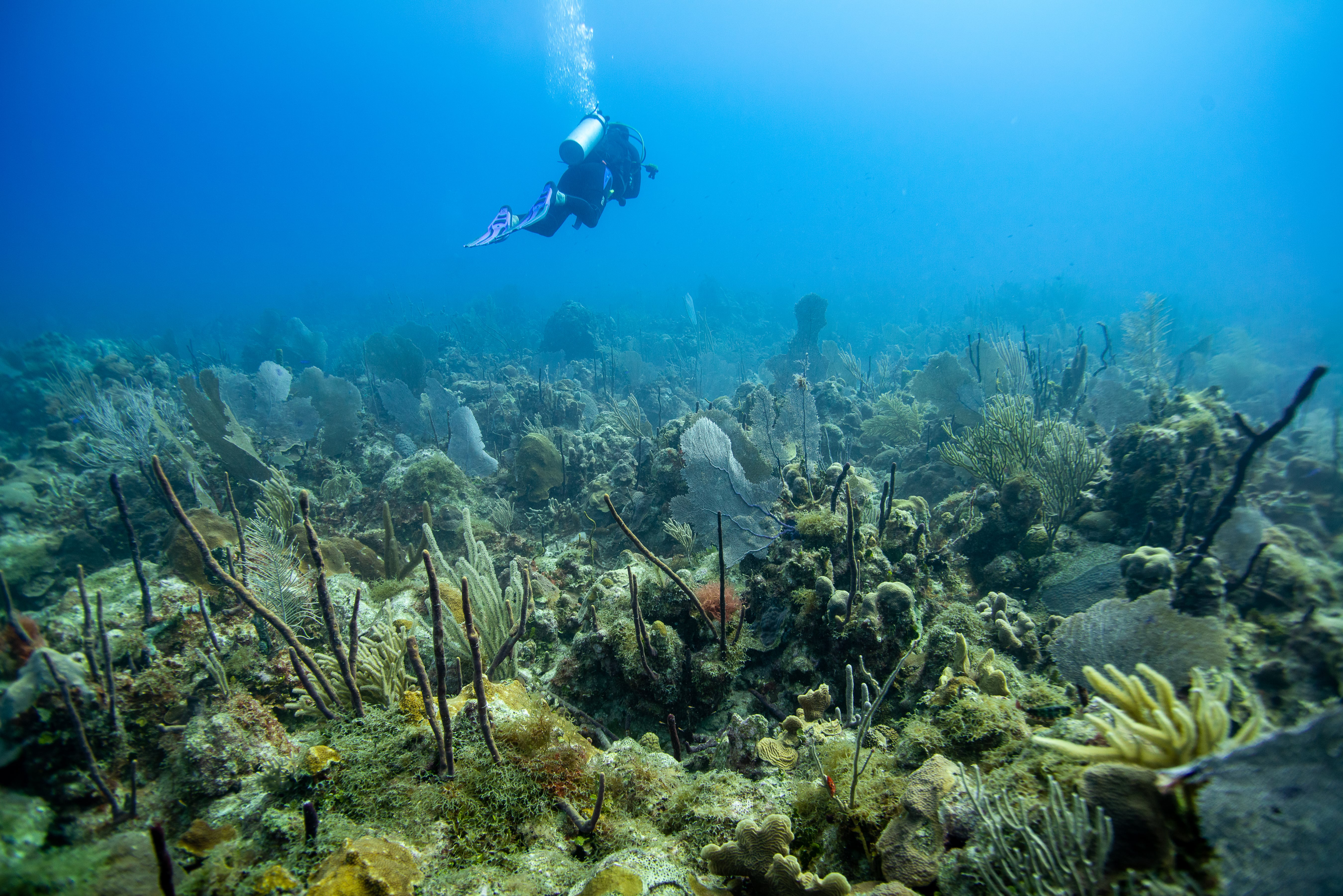 Monitoring coral reefs in Dominican Republic