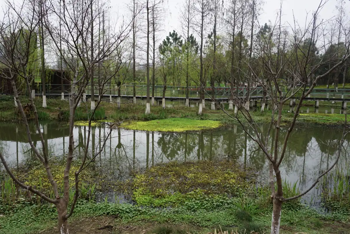 Artificial wetland ‘eco corridor’ in Ningbo, a coastal city of several million people. Lei Li, Author provided