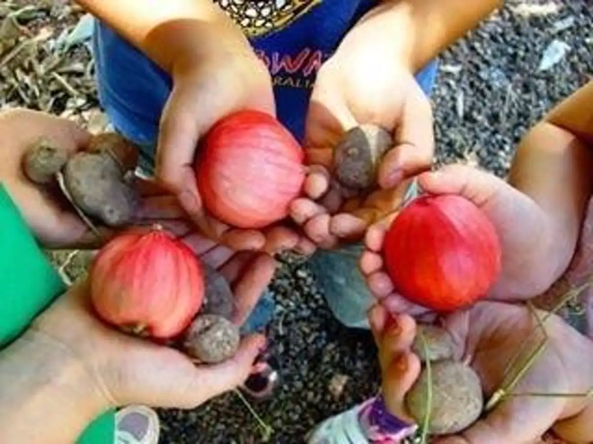 The timing of when some bushfoods appear is changing. Author provided