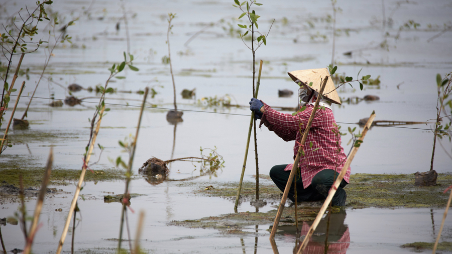 Farmer taking care of mangroves