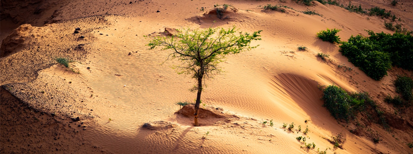 Sun shining a spotlight over resilient tree growing in a sand dune