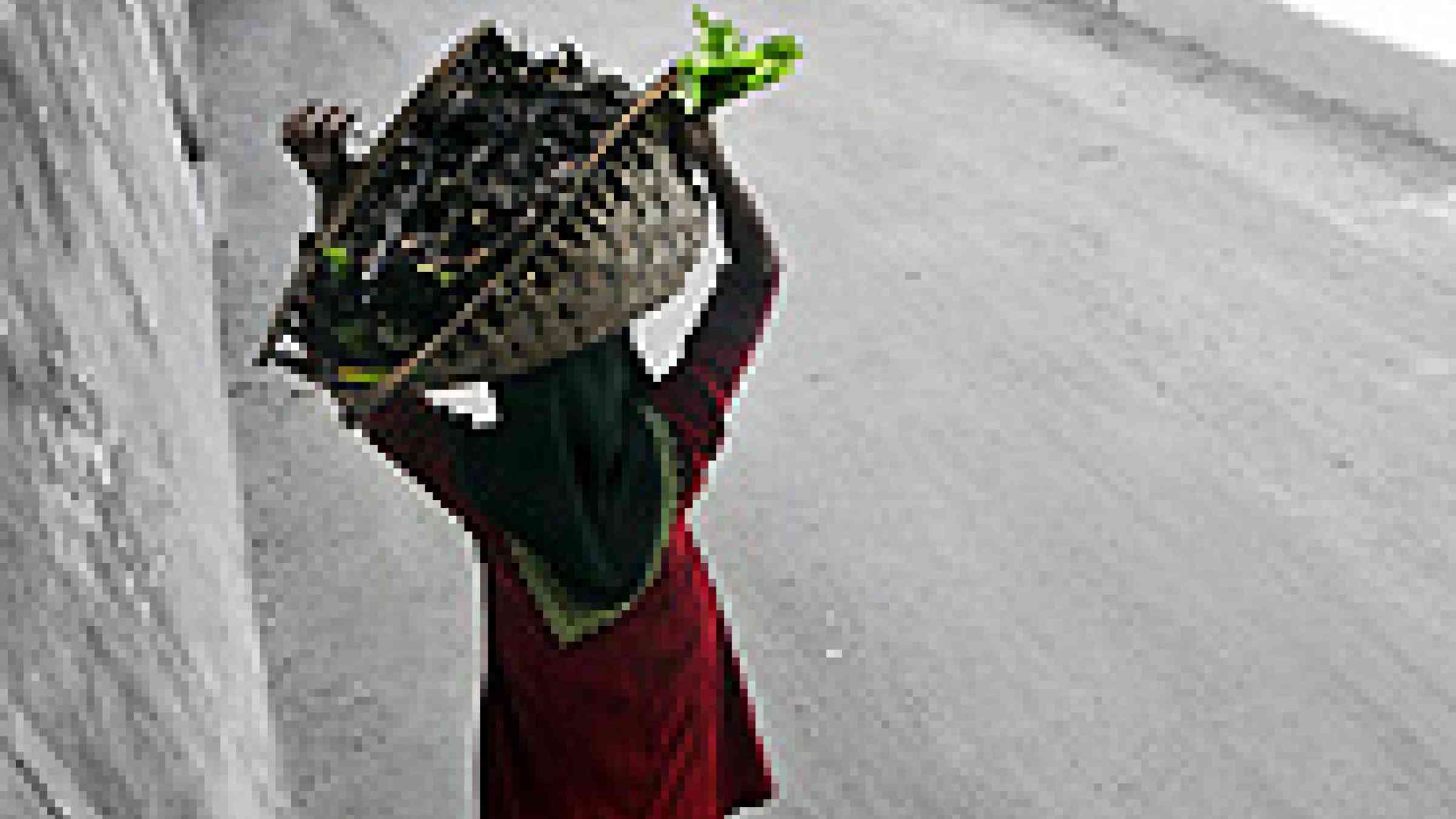 Photo of a woman in Fuvahmulah / Maldives carrying Olhuala (local yam) by Flickr user, Nattu, Creative Commons Attribution 2.0 Generic