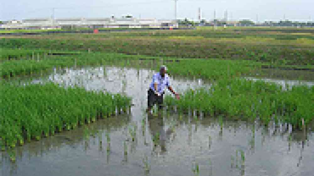 Agricultural scene in the Philippines, copyright IRRI, Creative Commons Attribution-Noncommercial-Share Alike 2.0 Generic, http://www.flickr.com/photos/ricephotos/438514315/