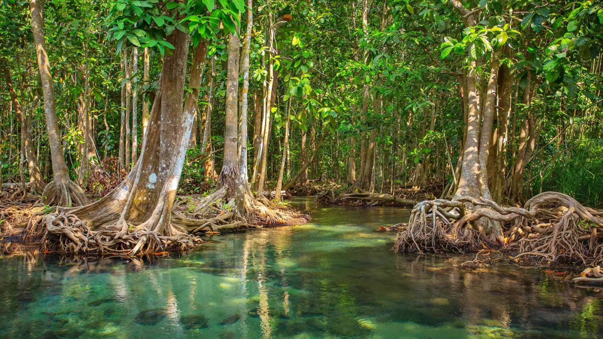 Mangrove Forest shutterstock