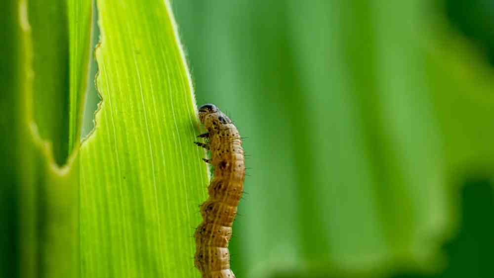 Fall armyworm