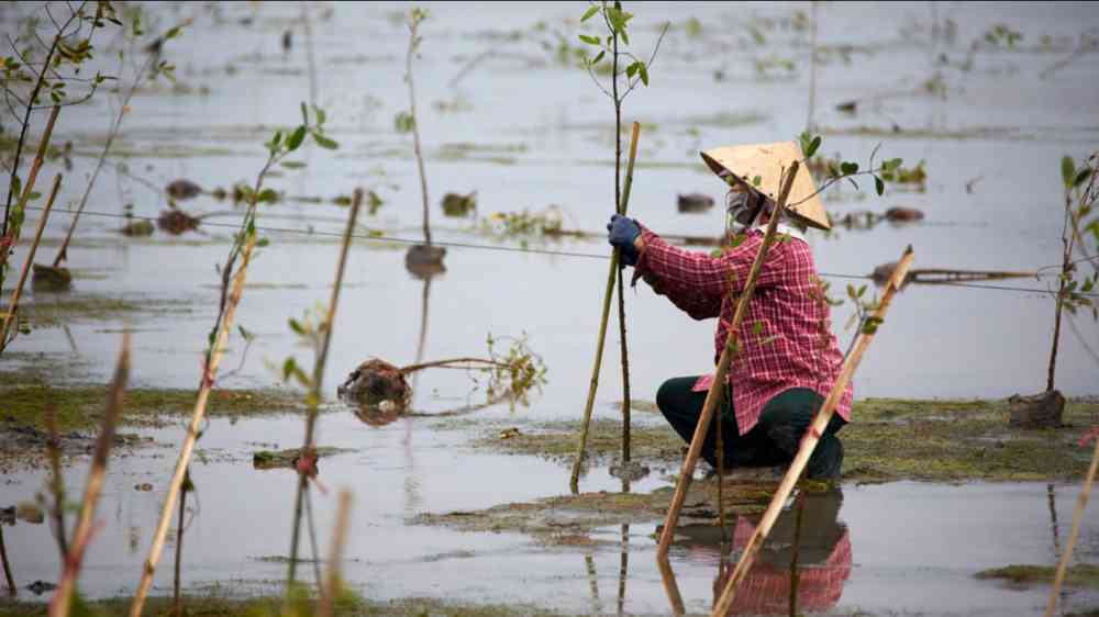 Farmer taking care of mangroves