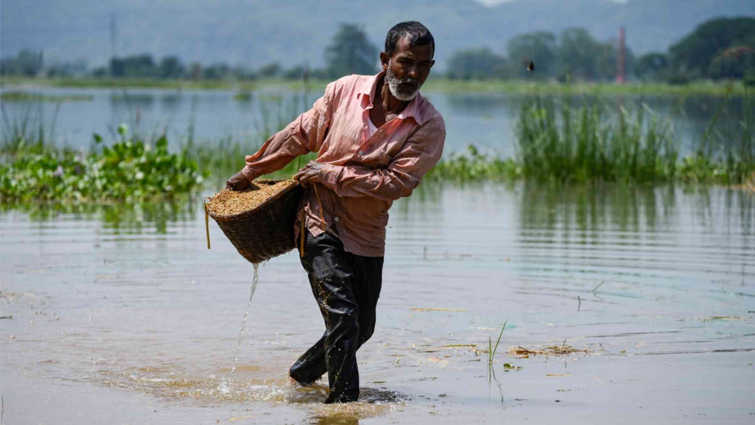 A farmer carries paddy wade through flood water in Assam, India (2020)